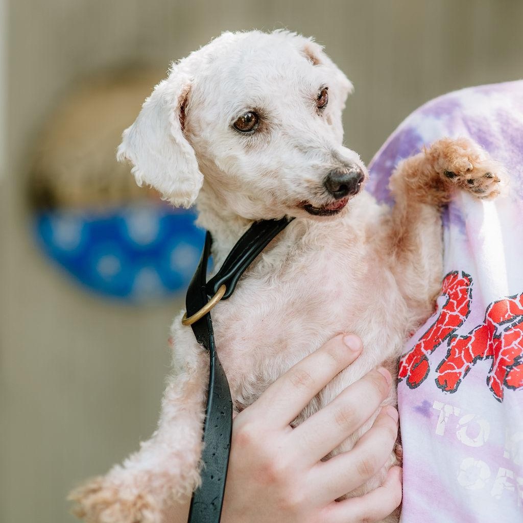 Enlarge Long Tall Sally, a Adoptable Bichon Frise in Chester Springs, PA image 2/5