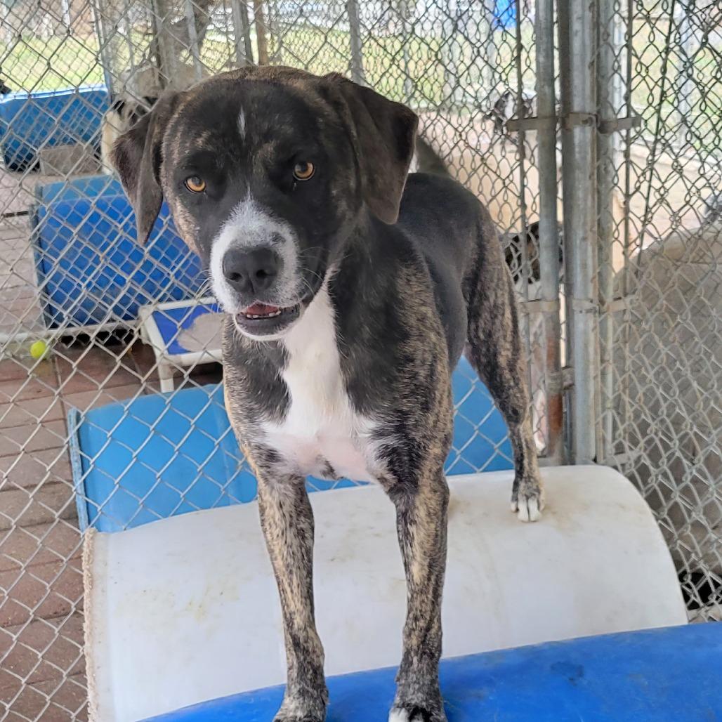 Chester, Adoptable, Adult Male Mixed Breed.