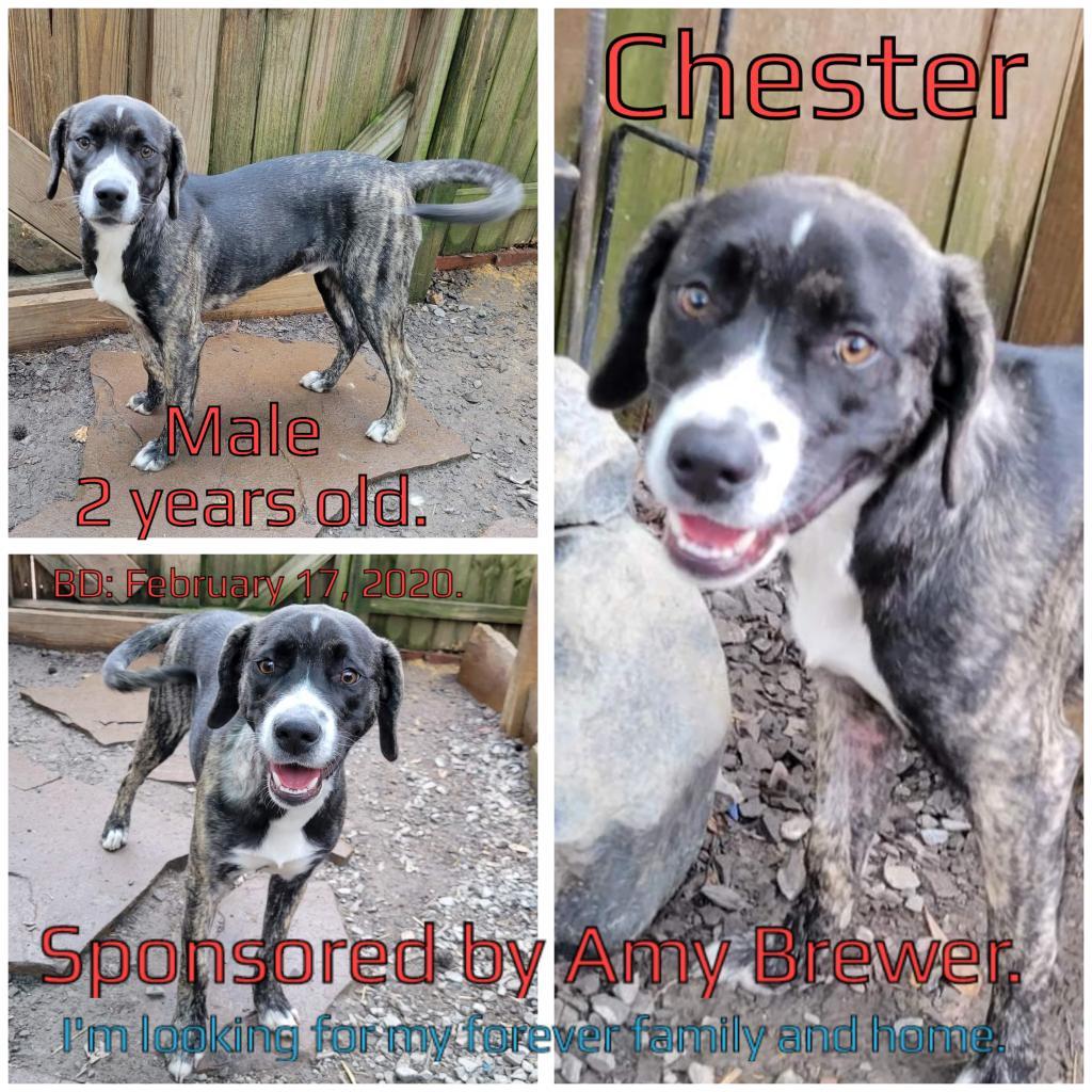 Chester, a Adoptable Mixed Breed in Boaz, AL image 2/2