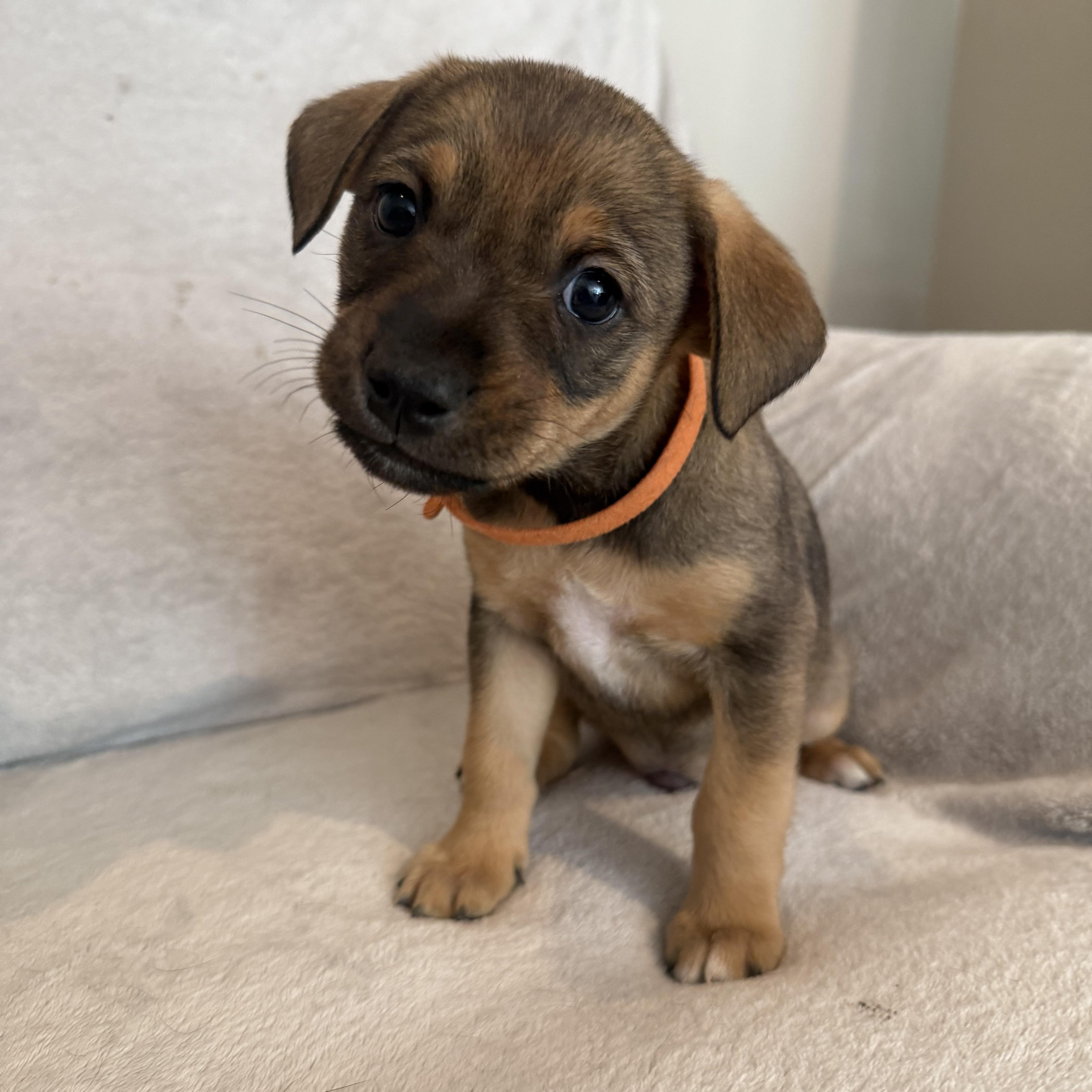 Ricardo (R litter), adopted, Puppy Male Border Collie.