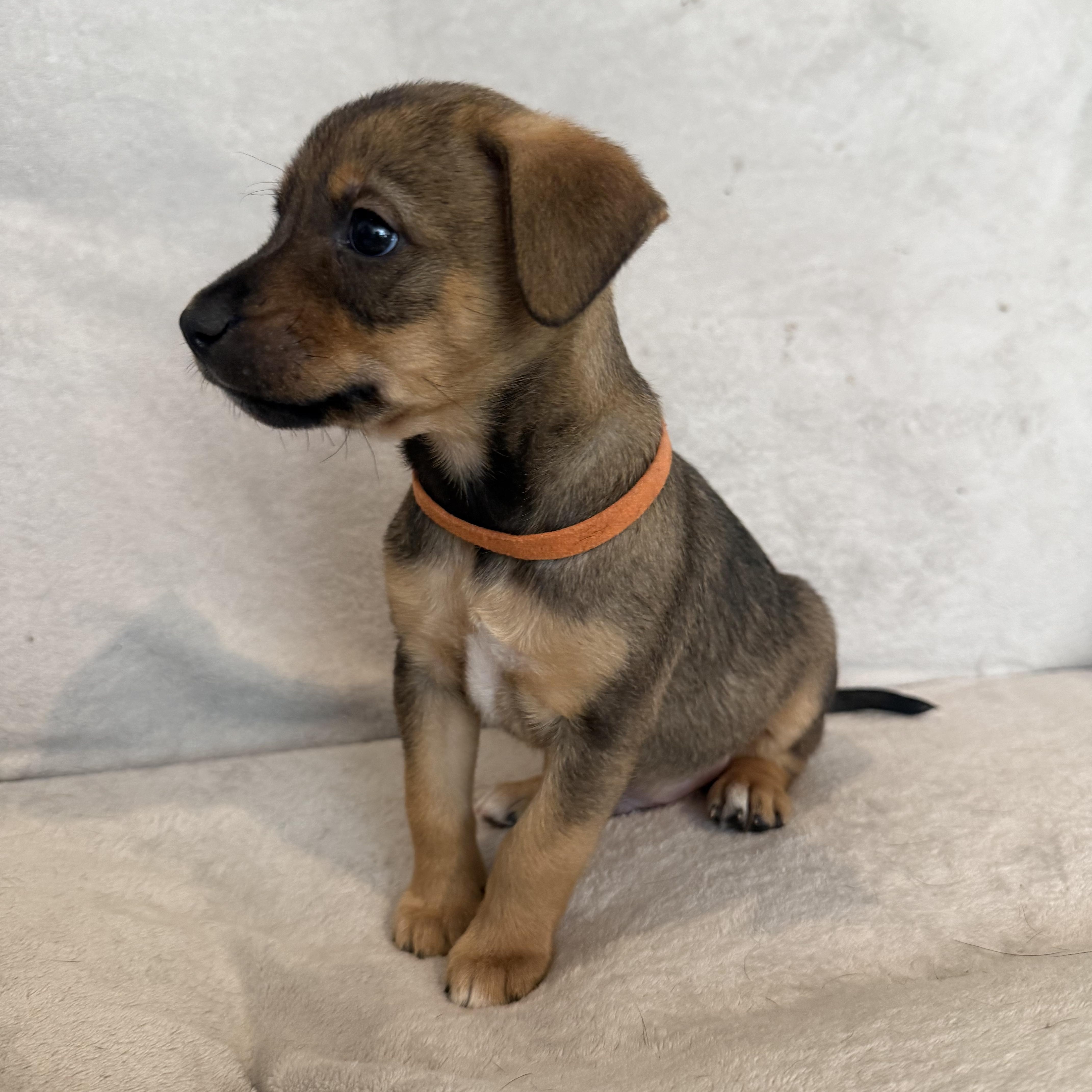 Ricardo (R litter), an adopted mixed breed in San Diego, CA image 3/5