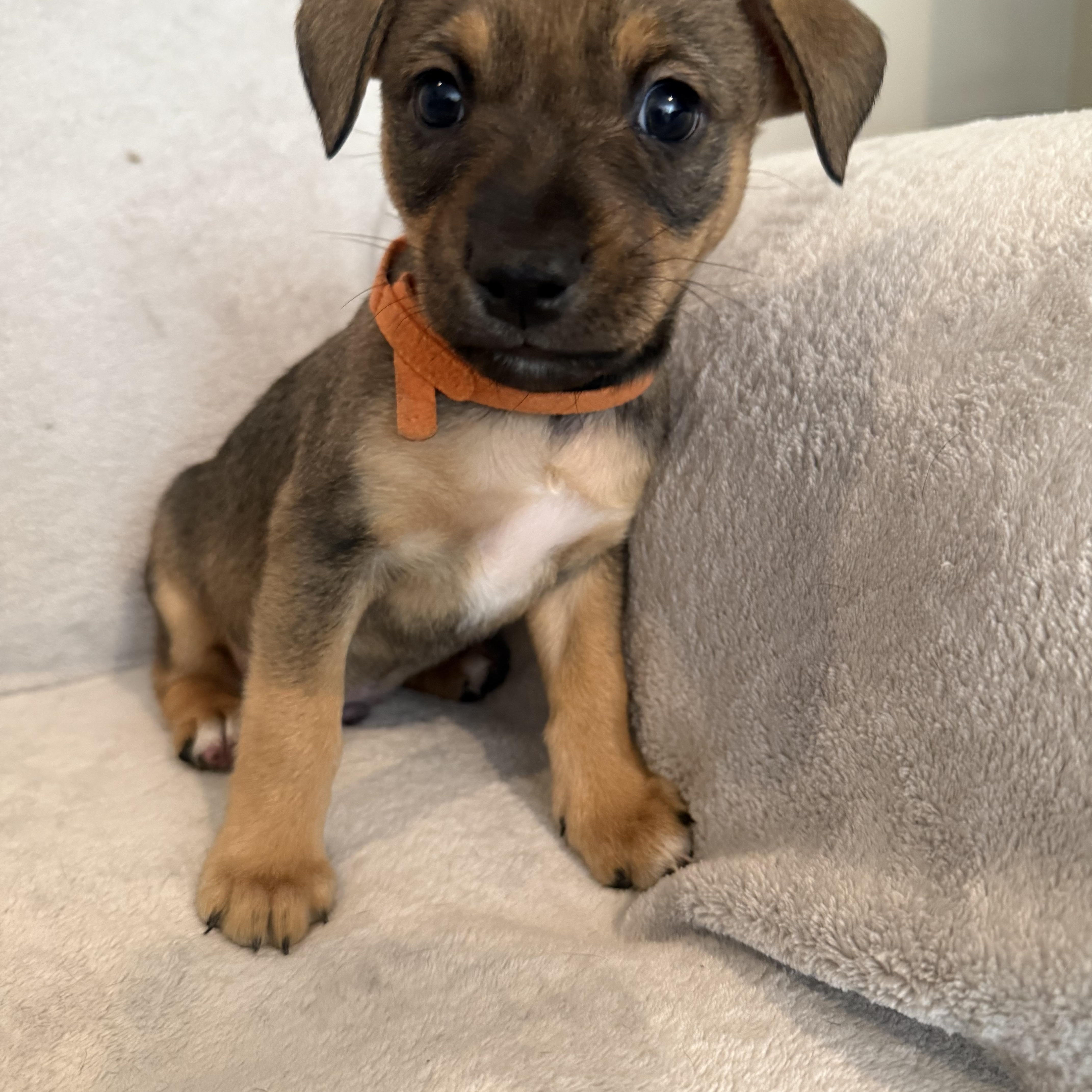 Ricardo (R litter), an adopted mixed breed in San Diego, CA image 2/5