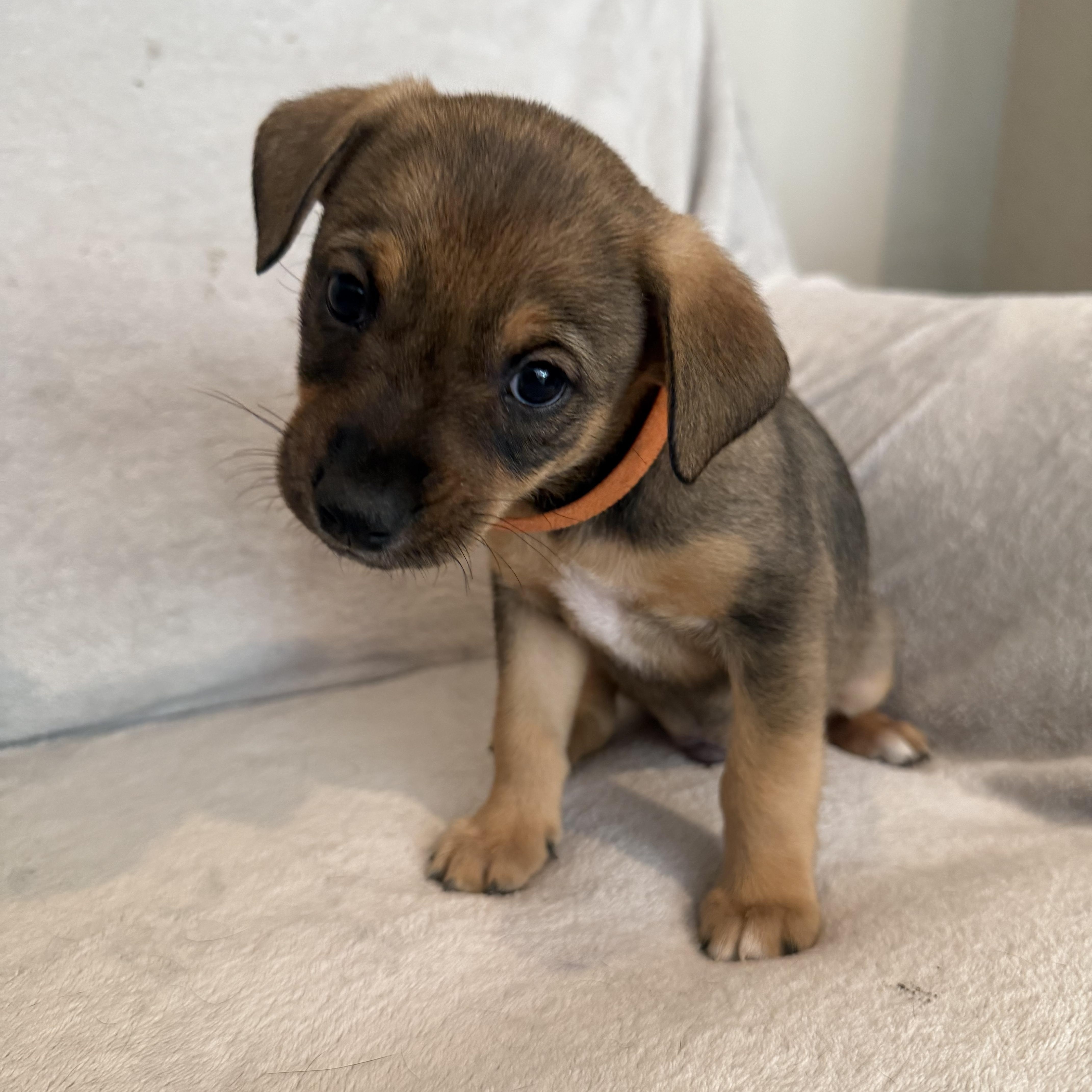 Ricardo (R litter), an adopted mixed breed in San Diego, CA image 5/5