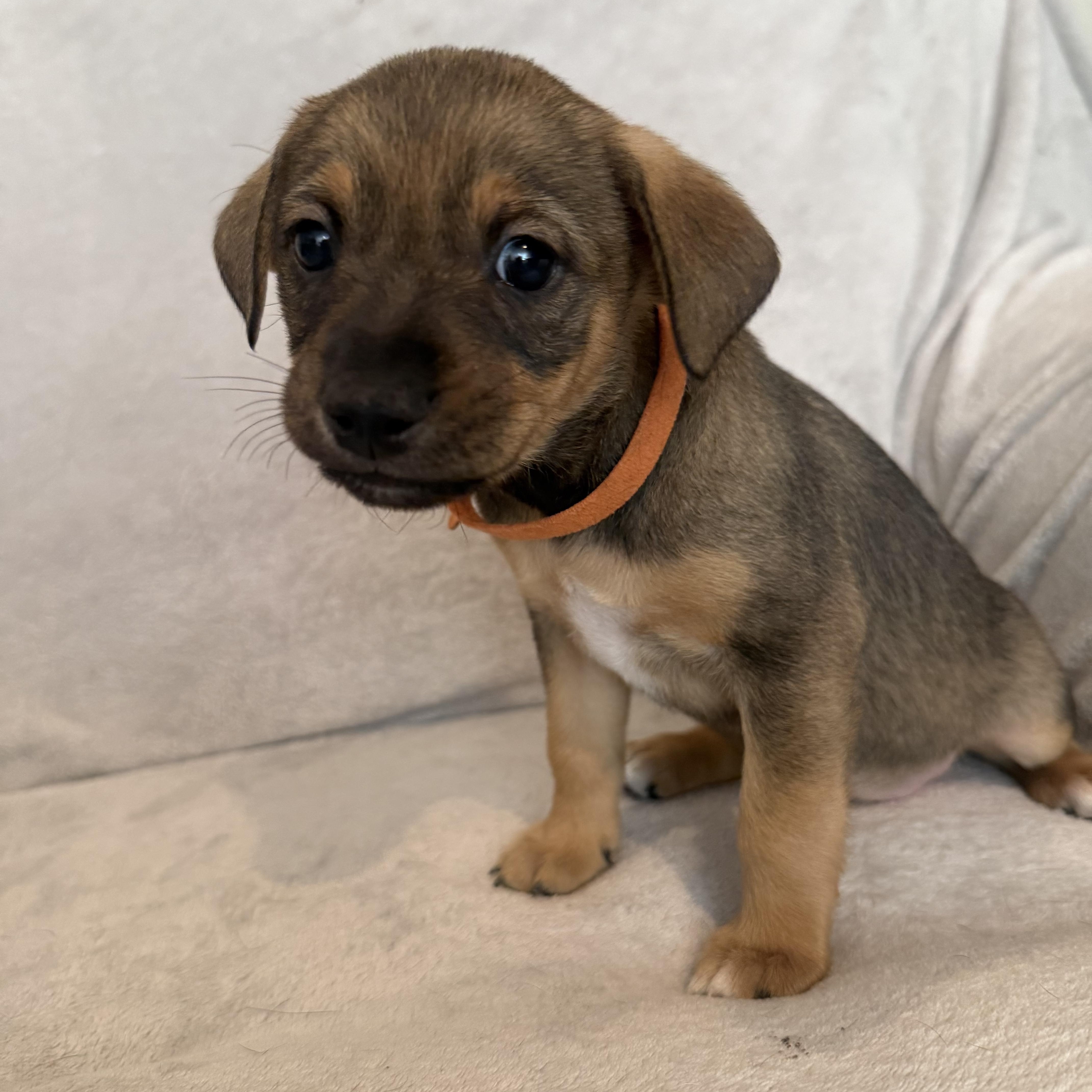 Ricardo (R litter), an adopted mixed breed in San Diego, CA image 4/5