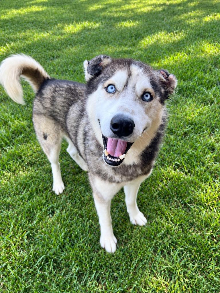 Nanook, Adoptable, Young Male Husky.