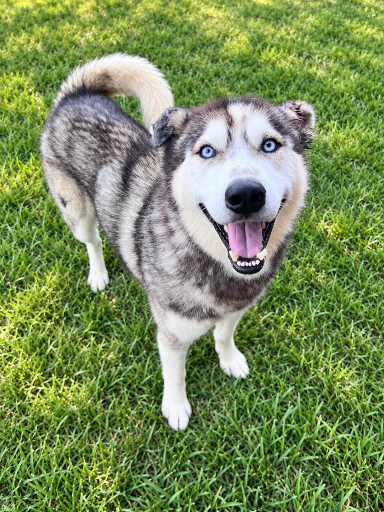 Enlarge Nanook, a Adoptable Husky in Saint Francisville, LA image 2/2