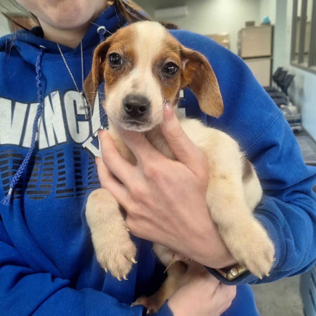 Vixen, Adoptable, Puppy Male Hound.