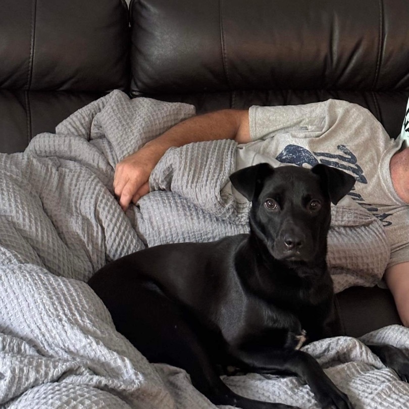 MAX, a Adopted mixed breed in Fredericton , NB image 1/5