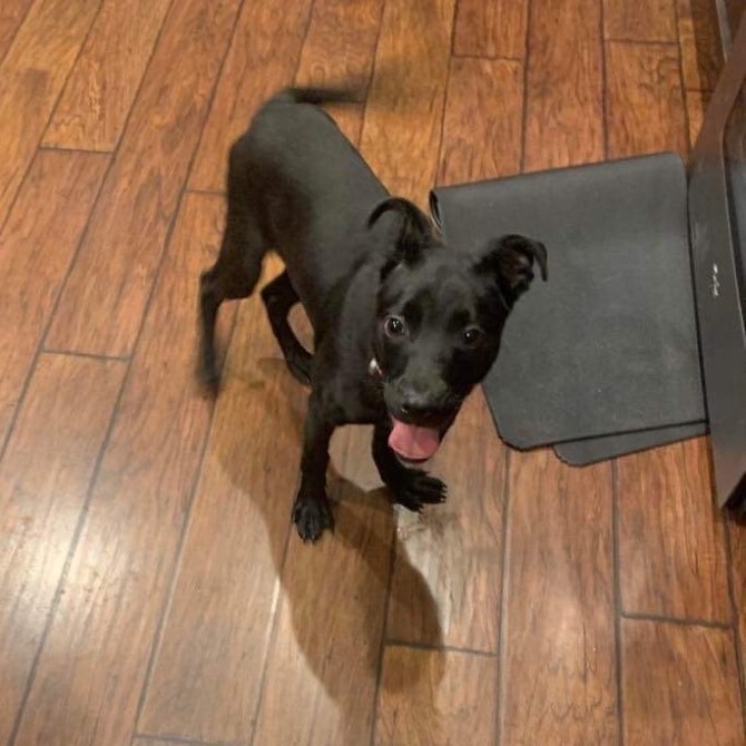 MAX, a Adopted mixed breed in Fredericton , NB image 2/5