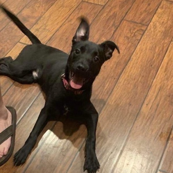 MAX, a Adopted mixed breed in Fredericton , NB image 3/5