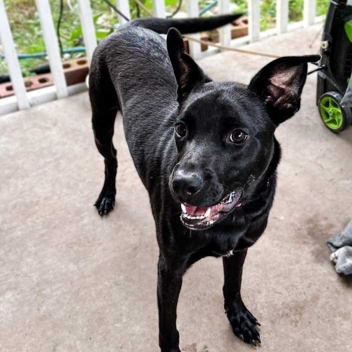 MAX, a Adopted mixed breed in Fredericton , NB image 4/5
