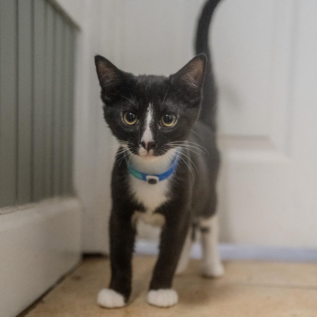 Sasuage, Adoptable, Kitten Male Domestic Medium Hair & Domestic Short Hair.