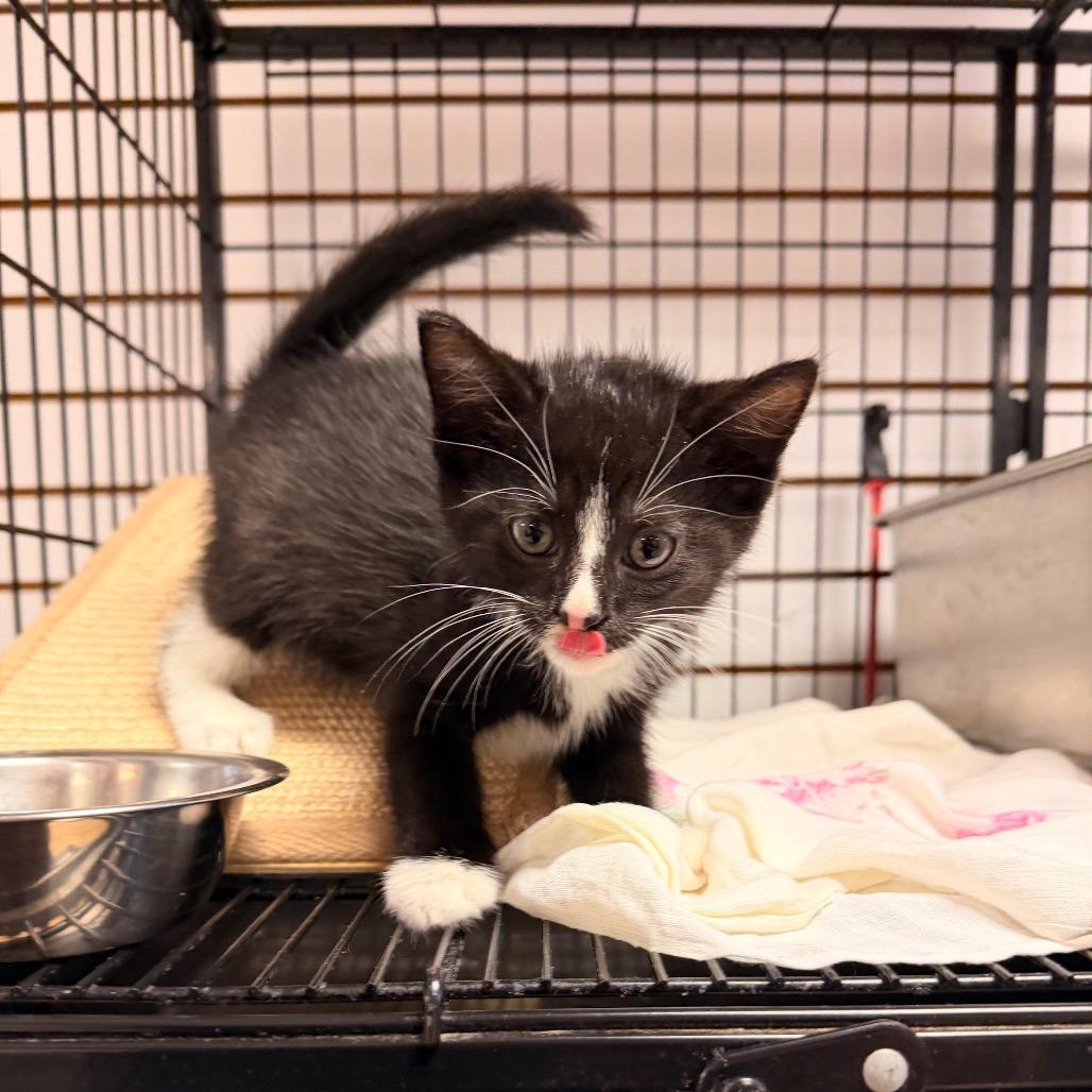 Sasuage, a Adoptable mixed breed in Pawling, NY image 2/6