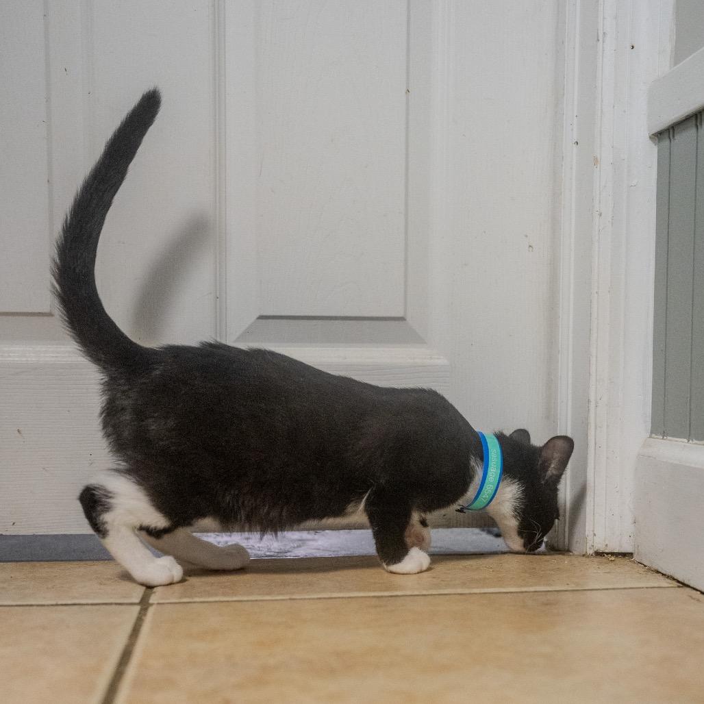 Sasuage, a Adoptable mixed breed in Pawling, NY image 3/6