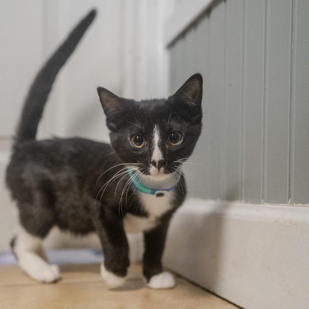 Sasuage, a Adoptable mixed breed in Pawling, NY image 4/6