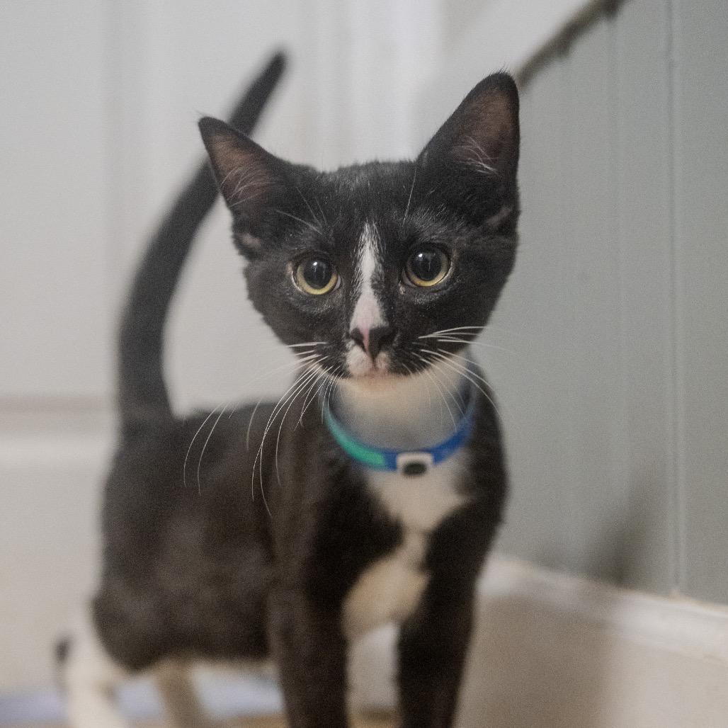 Sasuage, a Adoptable mixed breed in Pawling, NY image 5/6