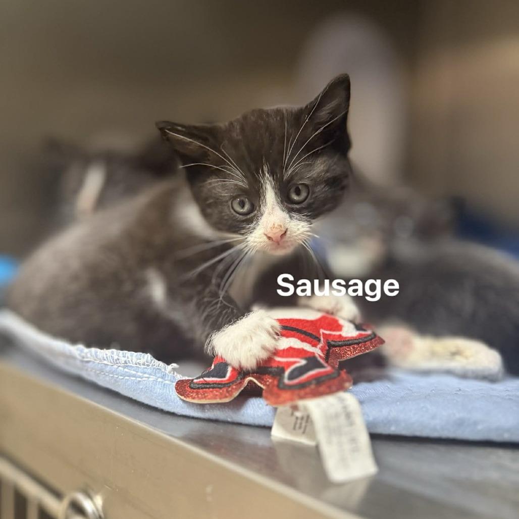 Sasuage, a Adoptable mixed breed in Pawling, NY image 6/6