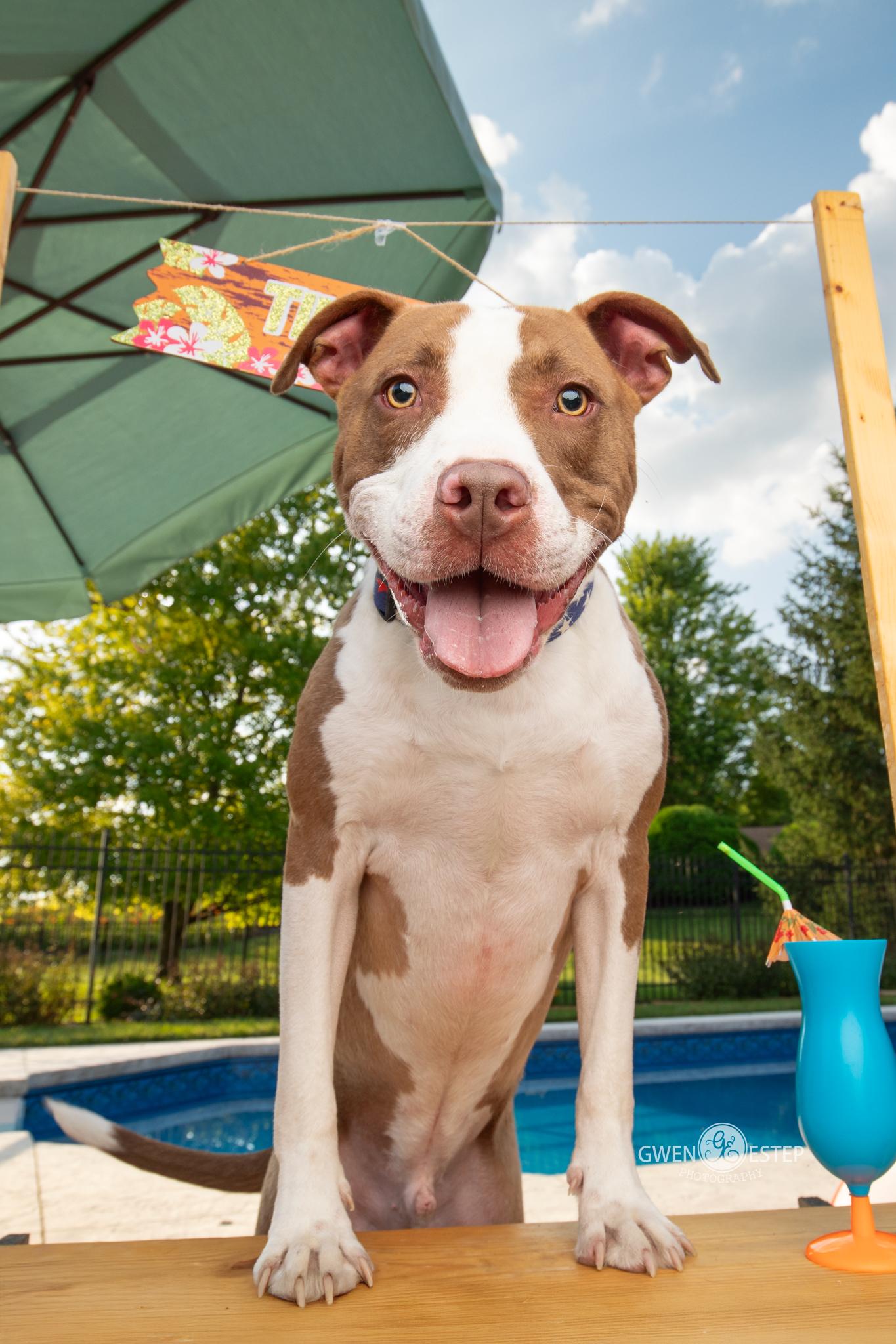 Enlarge Cameron, a Adoptable mixed breed in Dayton, OH image 2/6