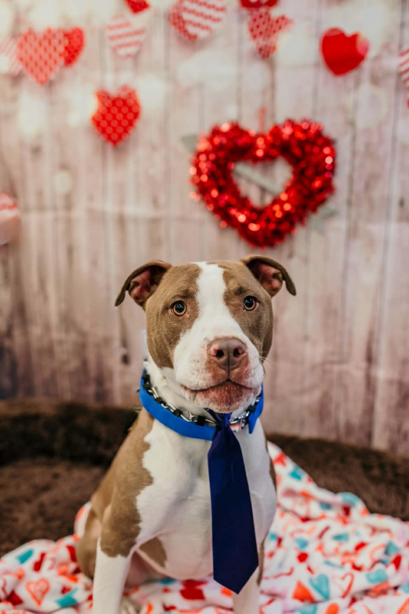 Enlarge Cameron, a Adoptable mixed breed in Dayton, OH image 2/6