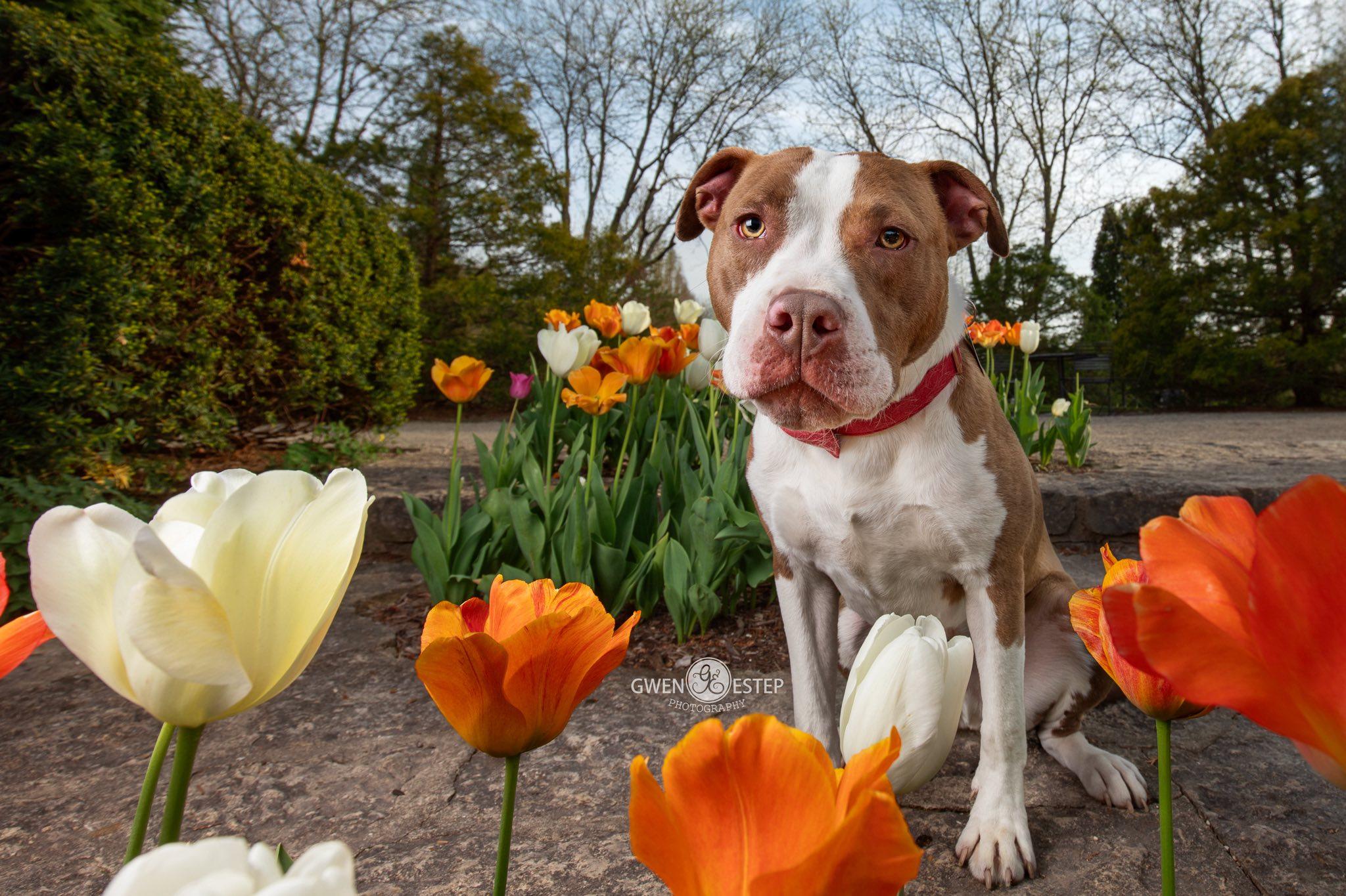 Cameron, Adoptable, Young Male Pit Bull Terrier.