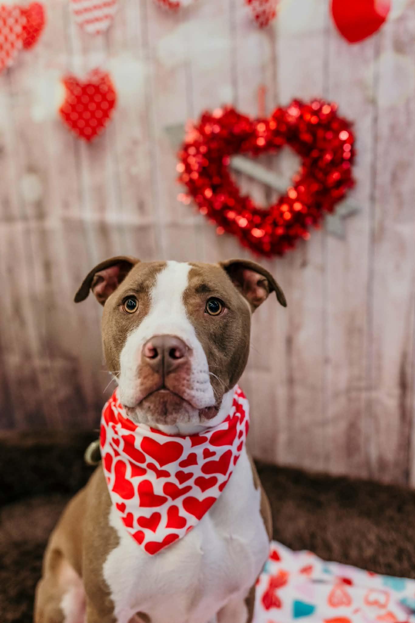 Enlarge Cameron, a Adoptable mixed breed in Dayton, OH image 3/6