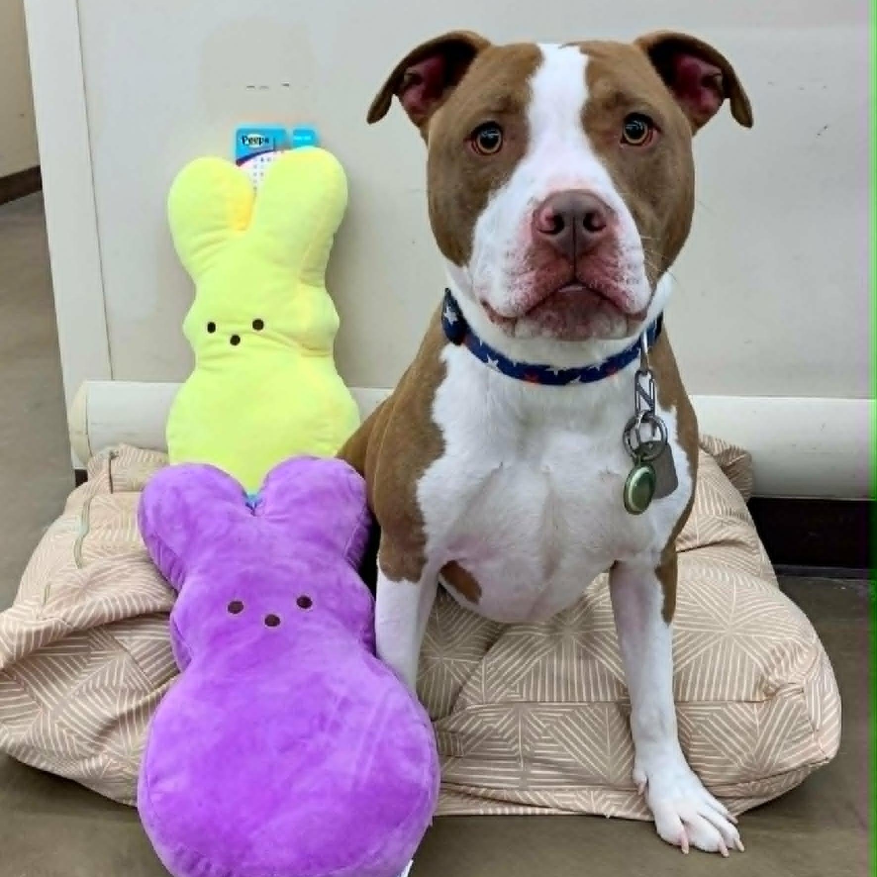 Enlarge Cameron, a Adoptable mixed breed in Dayton, OH image 1/6