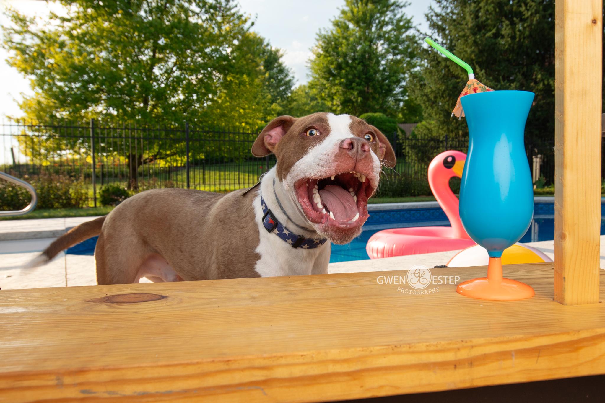 Enlarge Cameron, a Adoptable mixed breed in Dayton, OH image 3/6