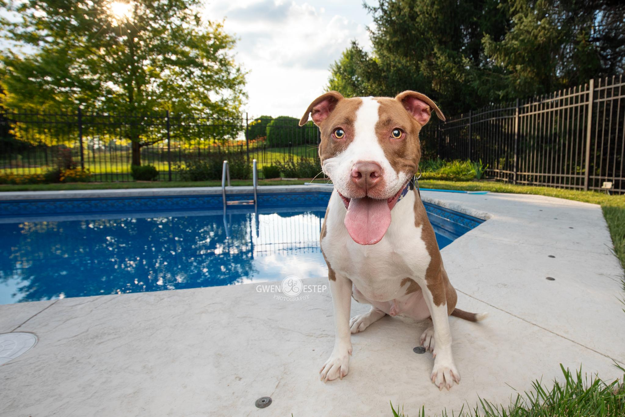 Enlarge Cameron, a Adoptable mixed breed in Dayton, OH image 1/6