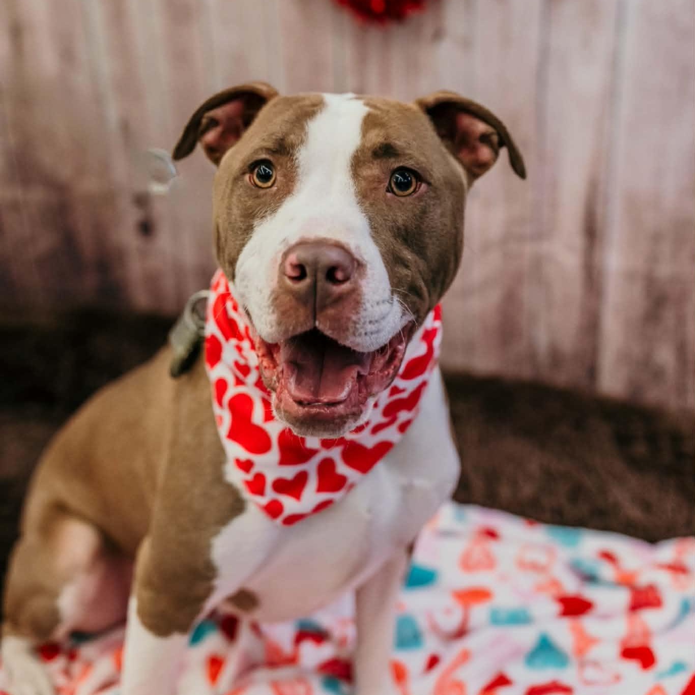 Cameron, Adoptable, Young Male Pit Bull Terrier.