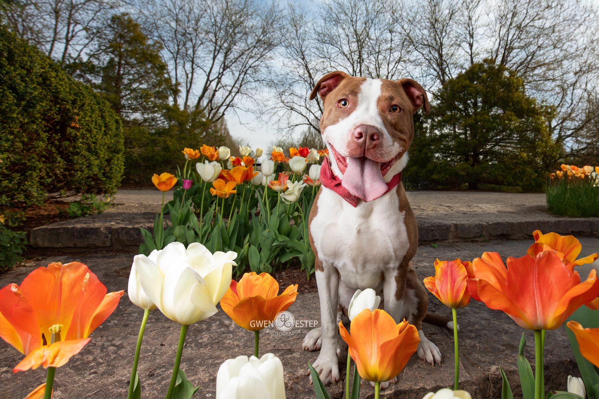 Enlarge Cameron, a Adoptable mixed breed in Dayton, OH image 6/6