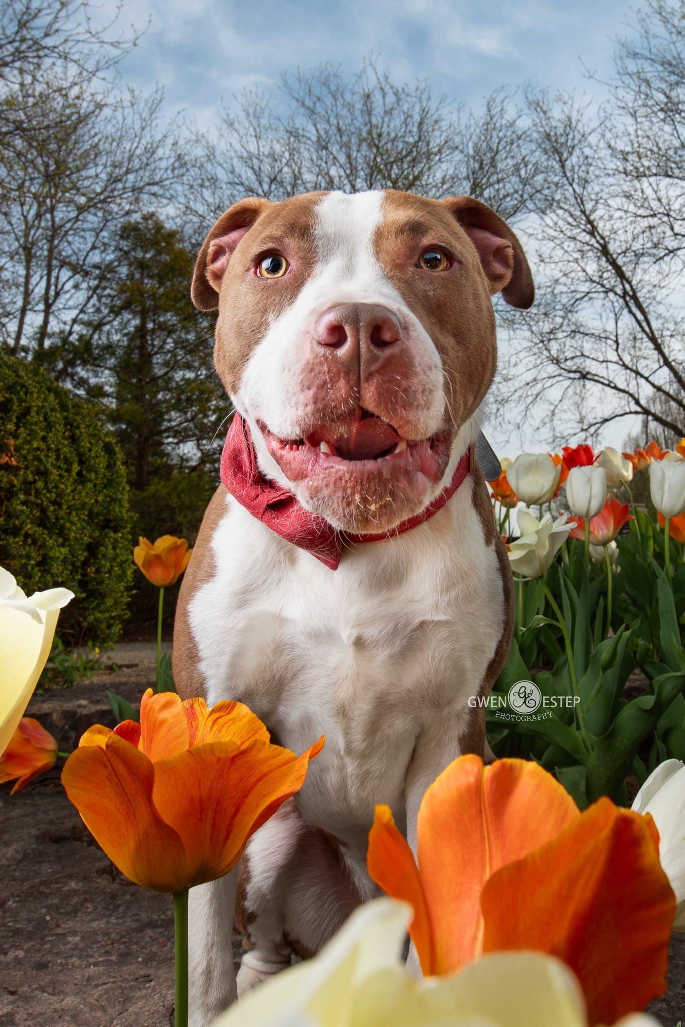 Enlarge Cameron, a Adoptable mixed breed in Dayton, OH image 5/6