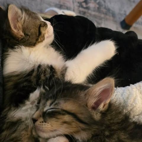 STARSKY & HUTCH, a Adoptable Domestic Medium Hair in Campbell River, BC image 2/6