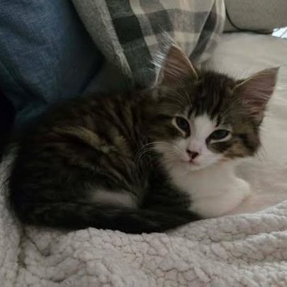 STARSKY & HUTCH, a Adoptable Domestic Medium Hair in Campbell River, BC image 5/6
