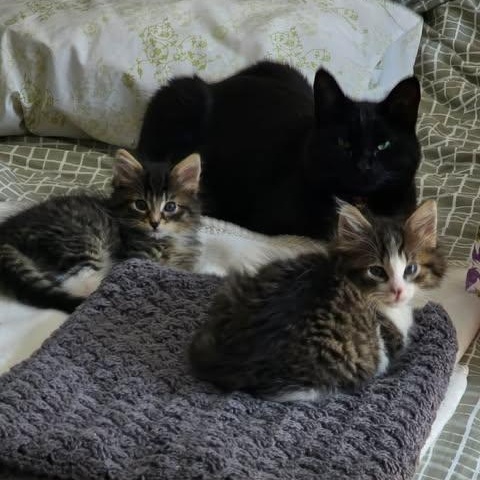 STARSKY & HUTCH, a Adoptable Domestic Medium Hair in Campbell River, BC image 3/6