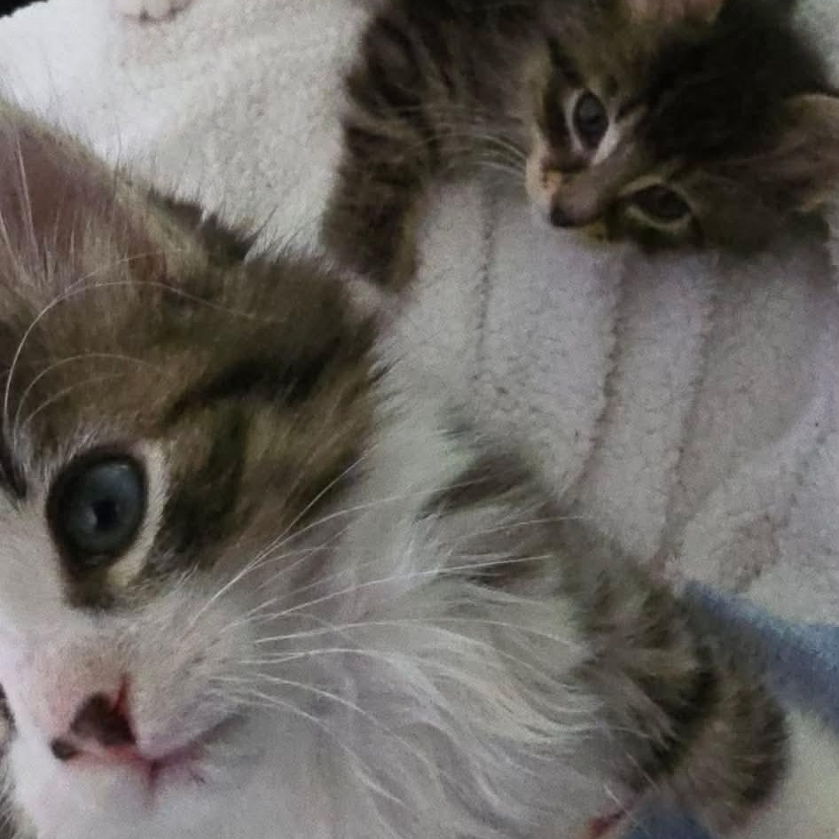 STARSKY & HUTCH, a Adoptable Domestic Medium Hair in Campbell River, BC image 6/6