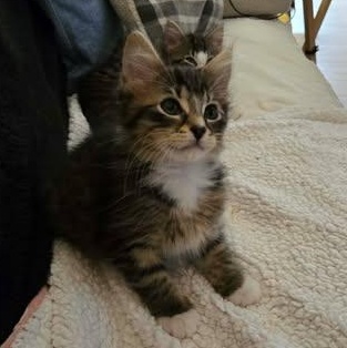 STARSKY & HUTCH, a Adoptable Domestic Medium Hair in Campbell River, BC image 4/6