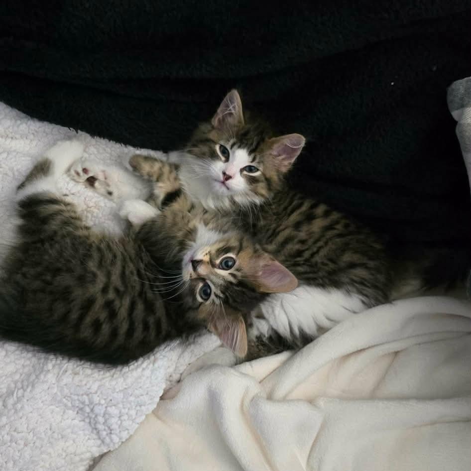 STARSKY & HUTCH, a Adoptable Domestic Medium Hair in Campbell River, BC image 1/6