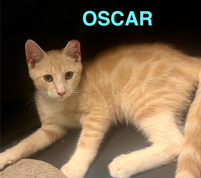 Oscar, Young Male American Shorthair