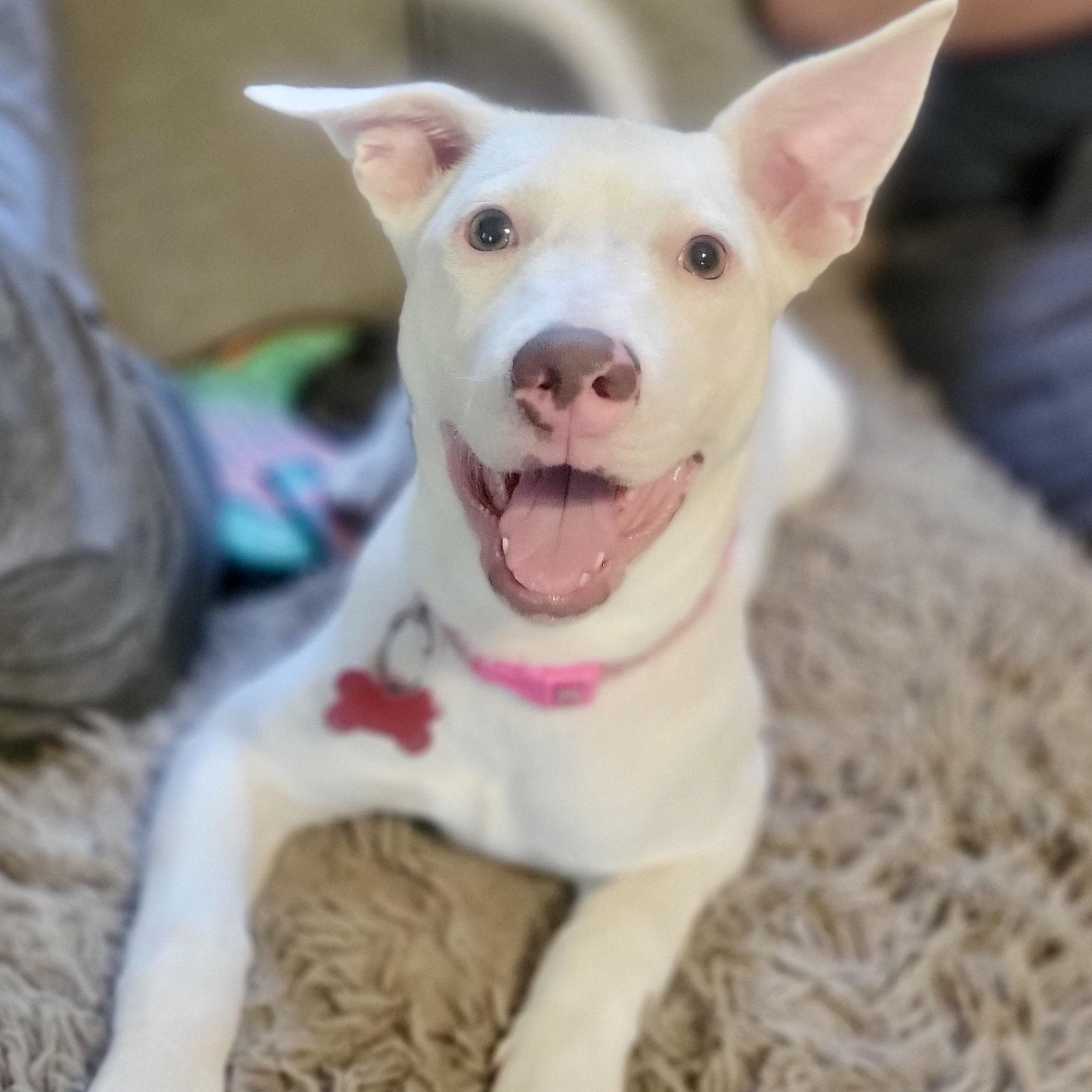 Pixie