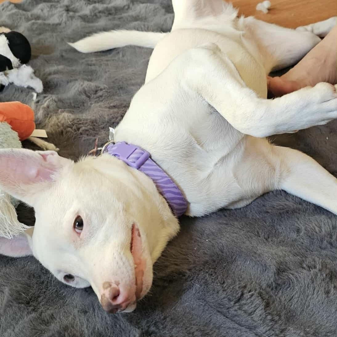 Pixie