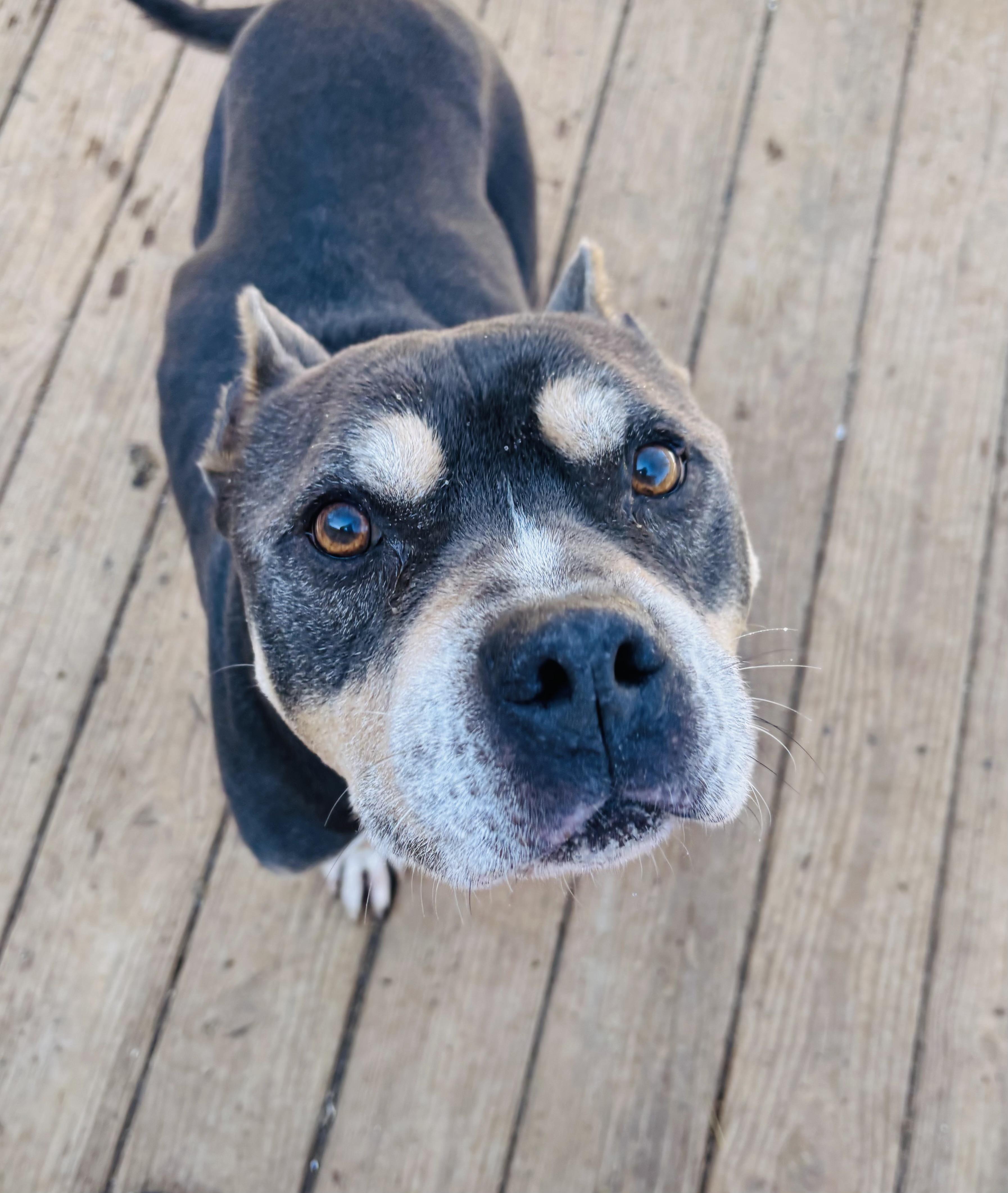 Tank, a Adoptable American Bully in Rogers, AR image 2/2