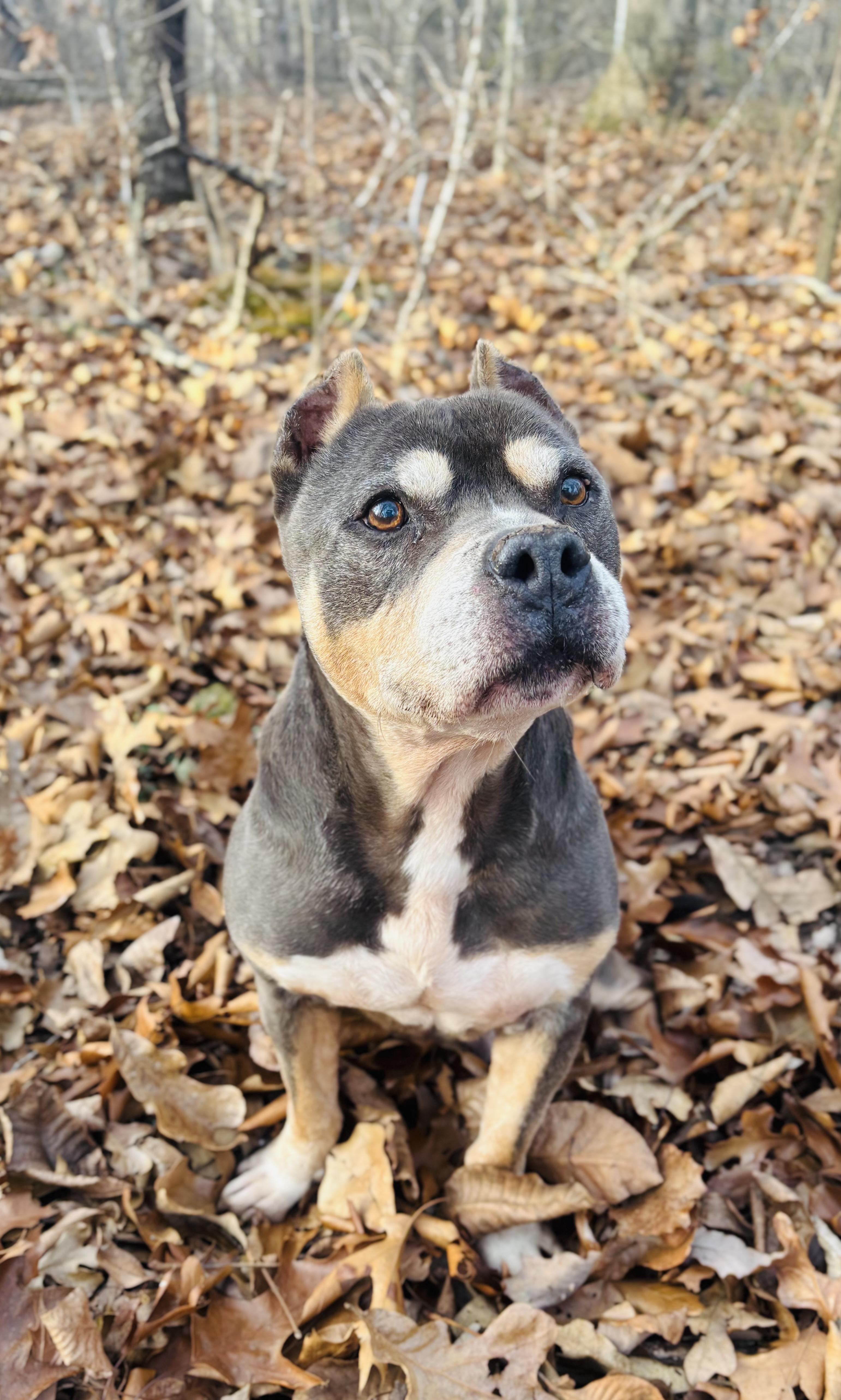 Enlarge Tank, a Adoptable American Bully in Rogers, AR image 1/3