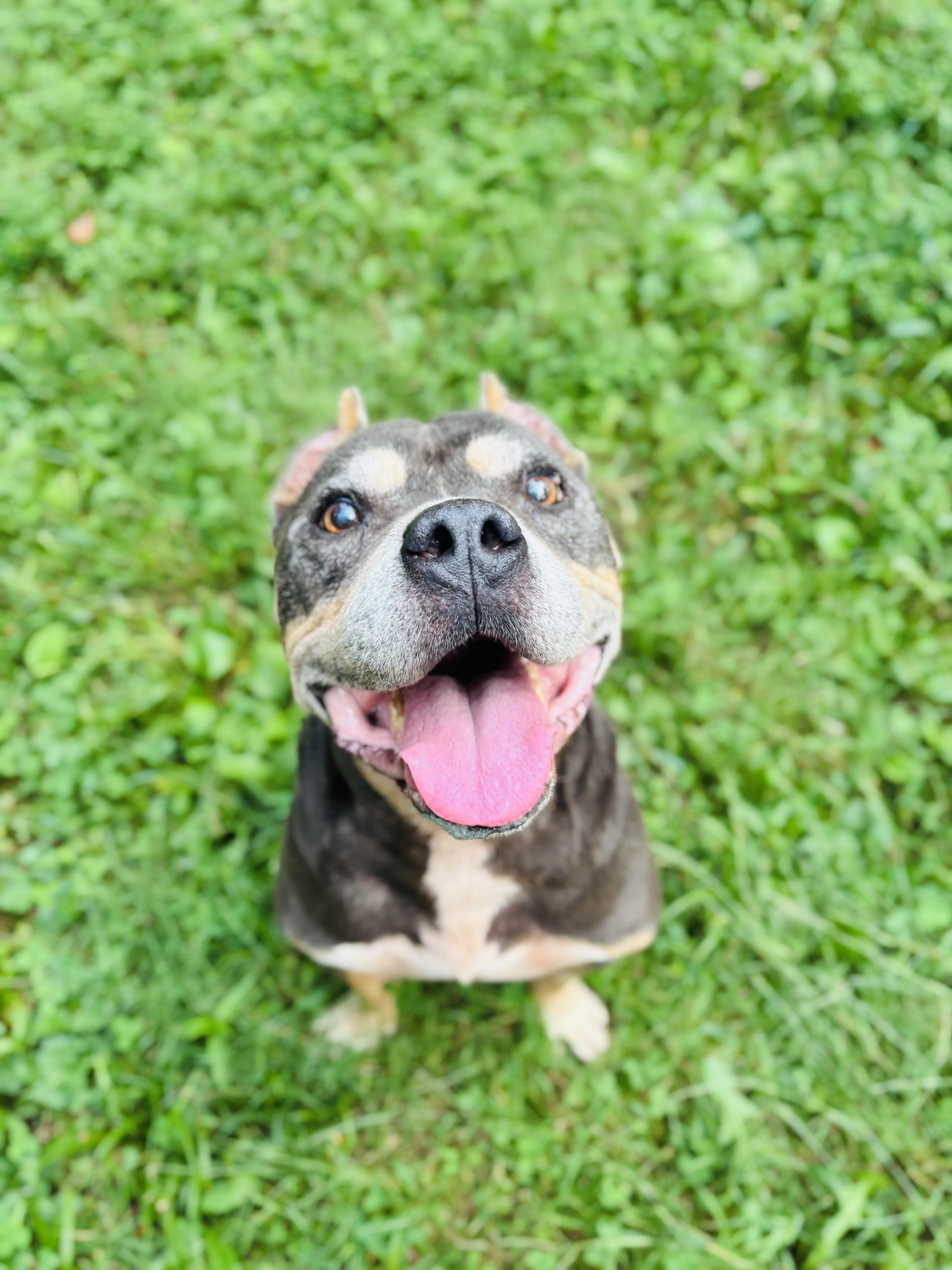 Tank, a Adoptable American Bully in Rogers, AR image 1/2