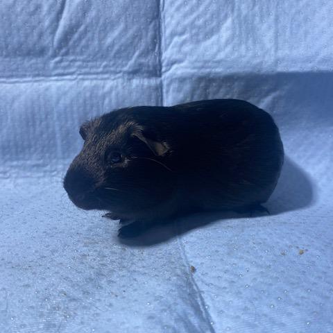 Enlarge Chewy, a Adoptable Rat in Winston-Salem, NC image 1/1