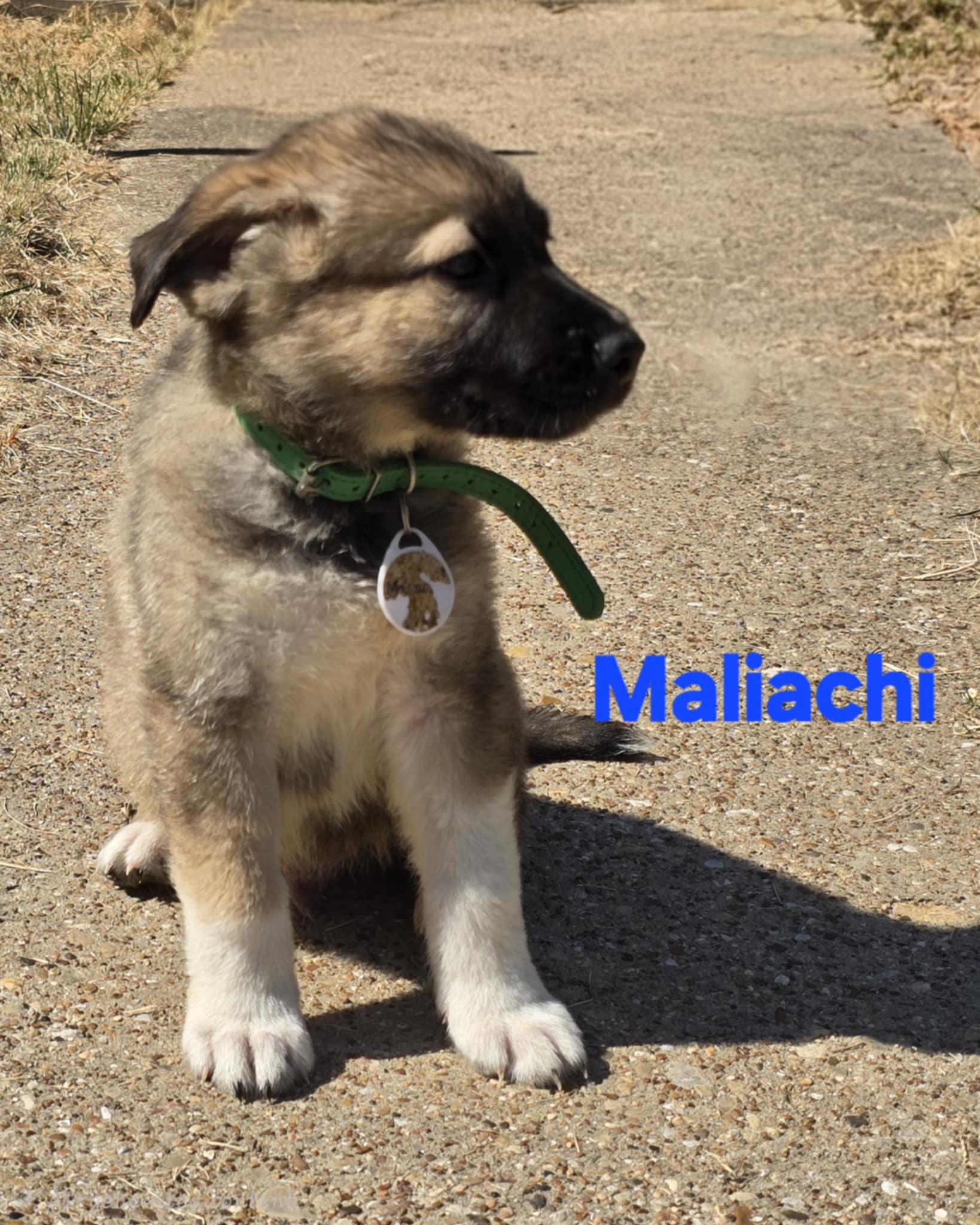 Maliachi