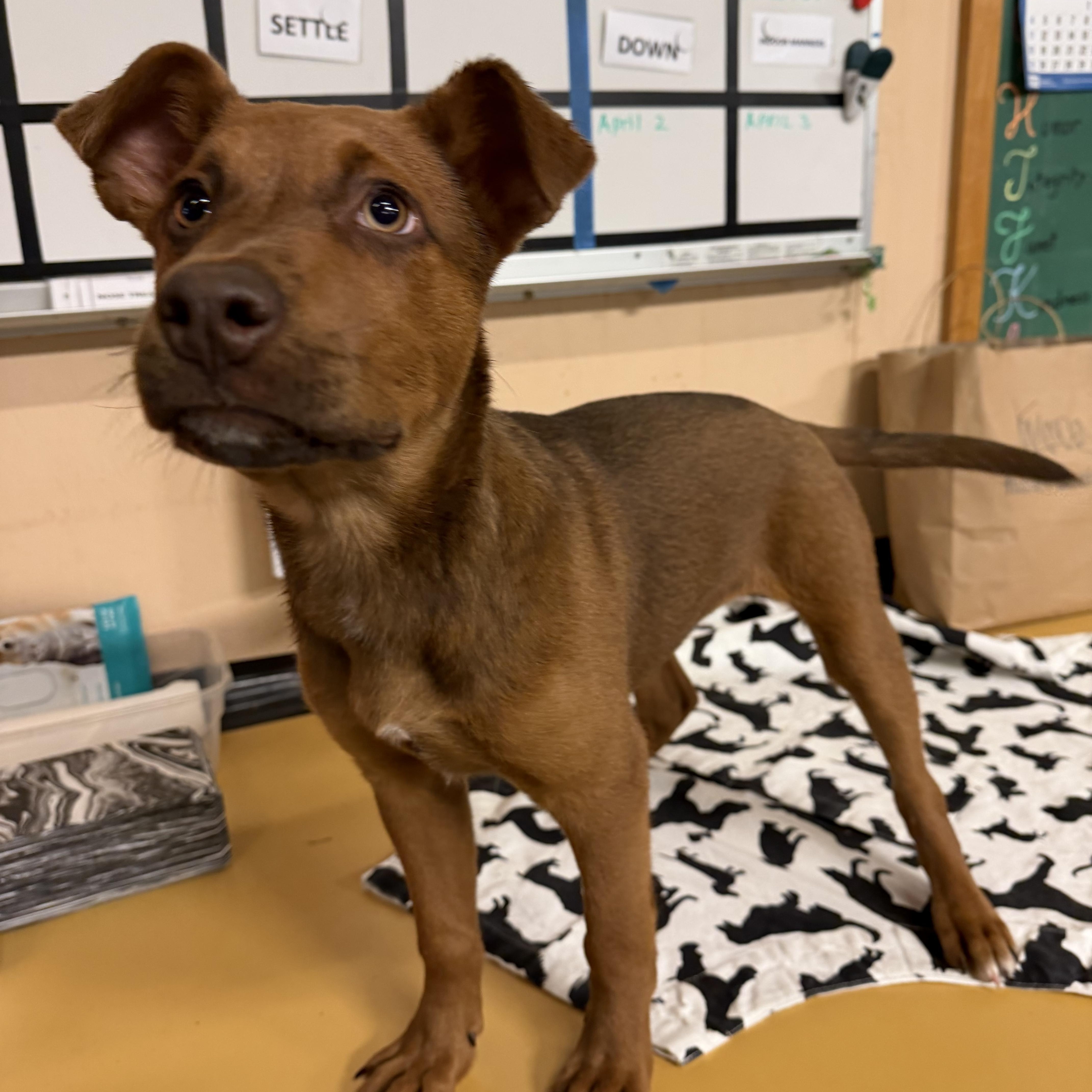 Hazel, a ADOPTABLE mixed breed in Snoqualmie, WA image 2/4