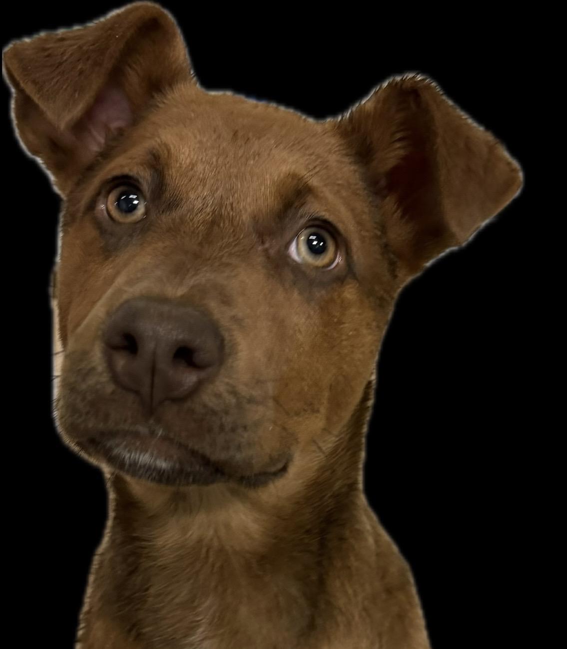 Hazel, ADOPTABLE, Puppy Female Chocolate Labrador Retriever & Vizsla.