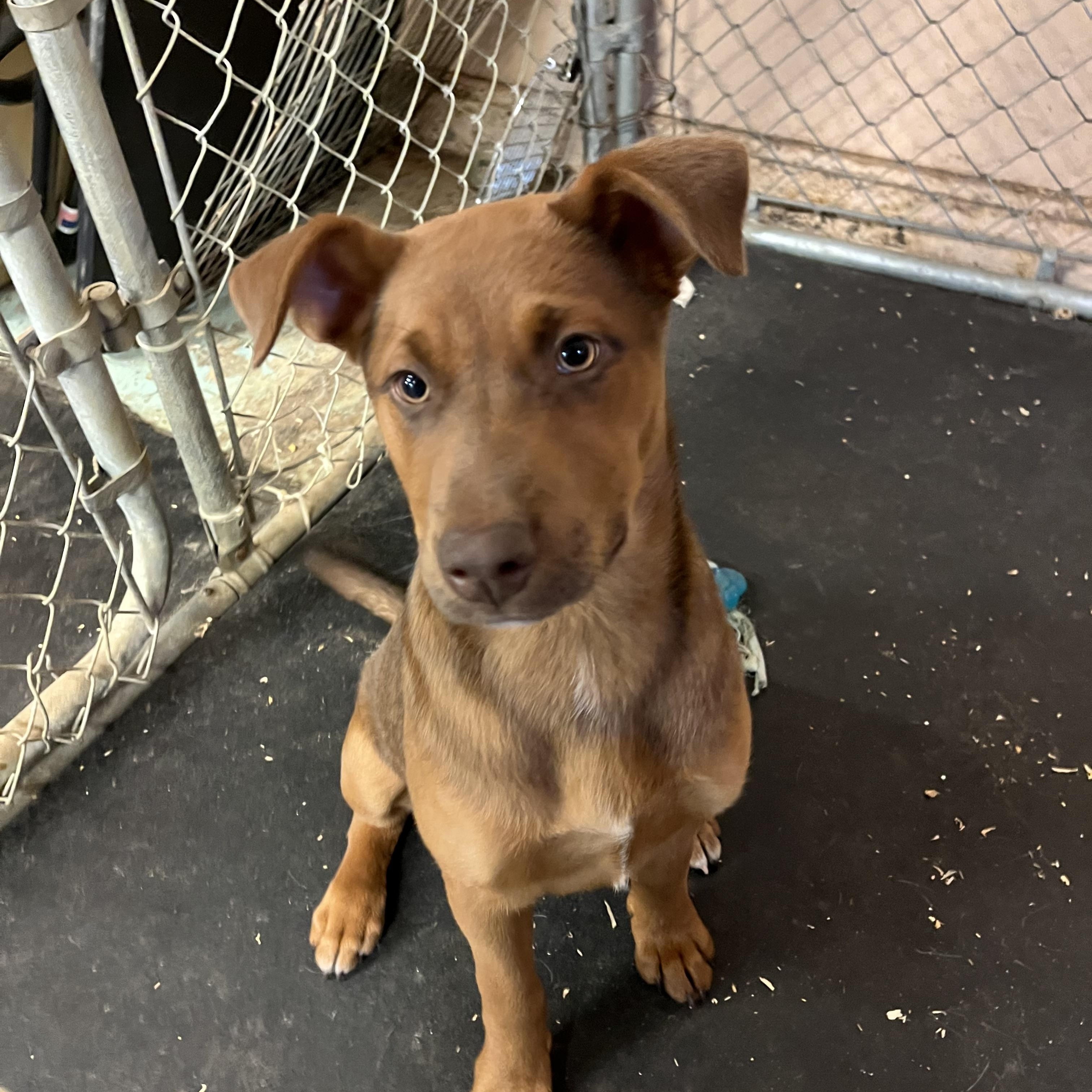 Hazel, a ADOPTABLE mixed breed in Snoqualmie, WA image 3/4