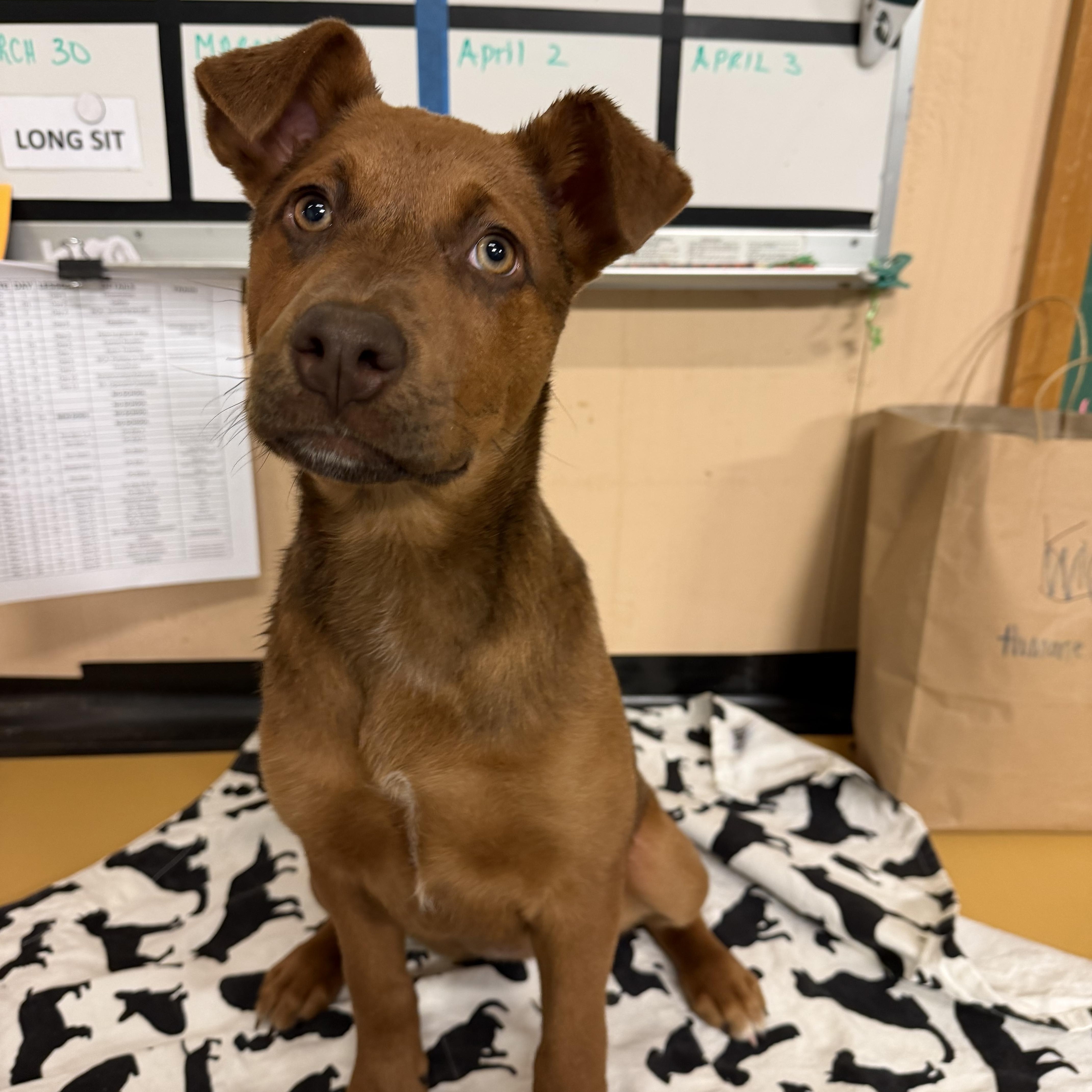 Hazel, a ADOPTABLE mixed breed in Snoqualmie, WA image 4/4
