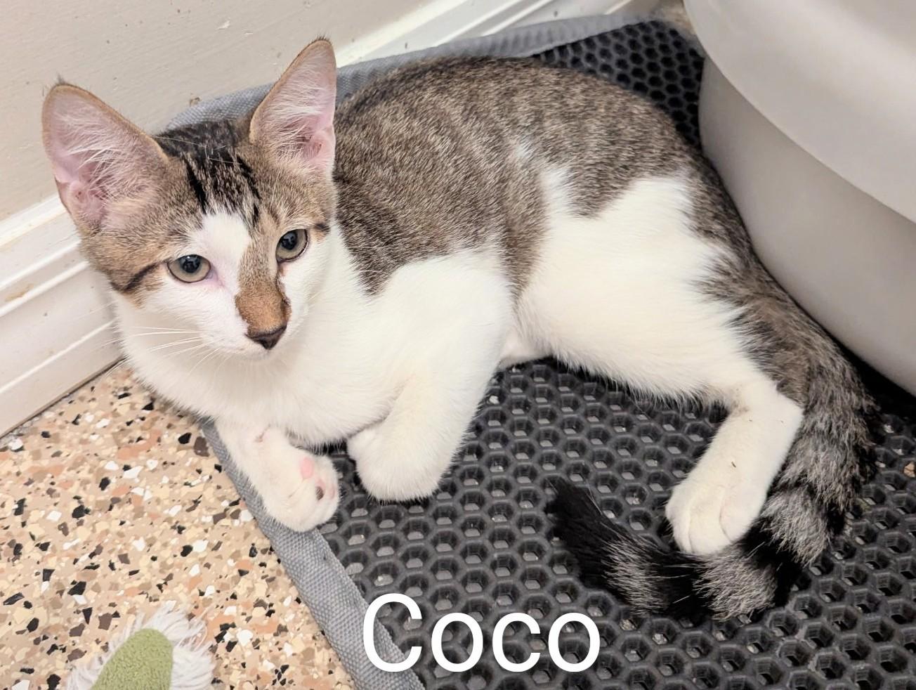 Enlarge Coco, a ADOPTABLE Domestic Short Hair in Fort Myers Beach, FL image 1/1